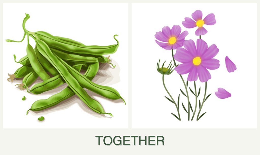 Can you plant beans and cosmos together?