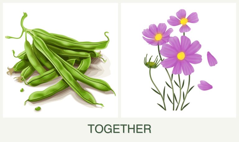 Can you plant beans and cosmos together?