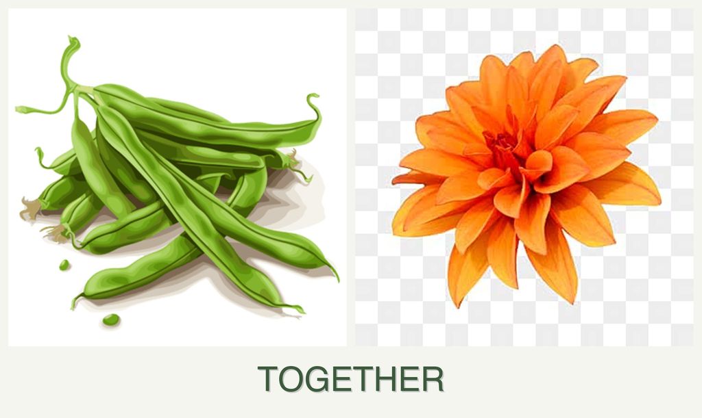 Can you plant beans and dahlias together?