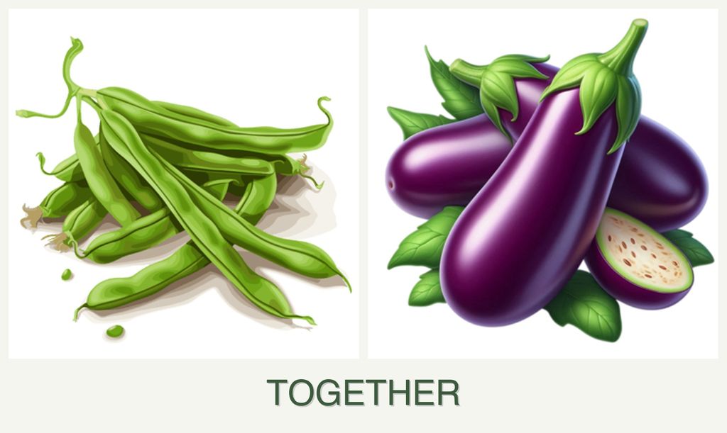 Can you plant beans and eggplant together?