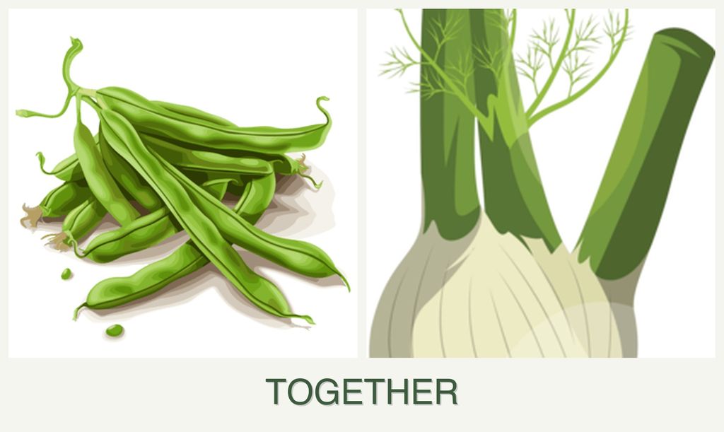 Can you plant beans and fennel together?
