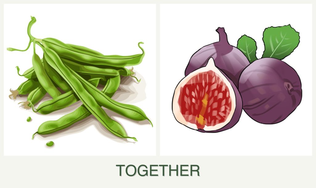 Can you plant beans and figs together?