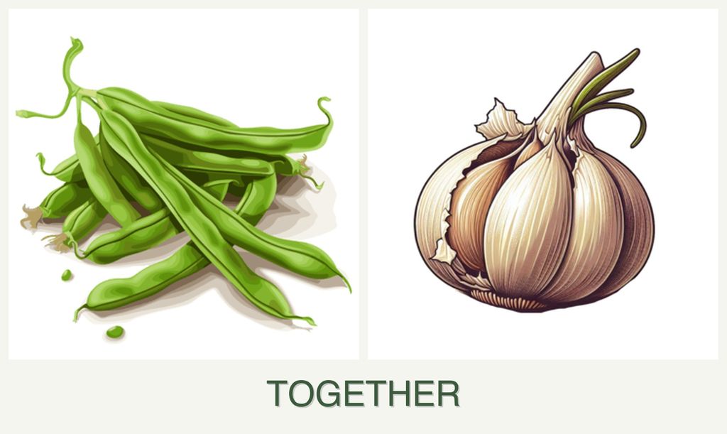 Can you plant beans and garlic together?