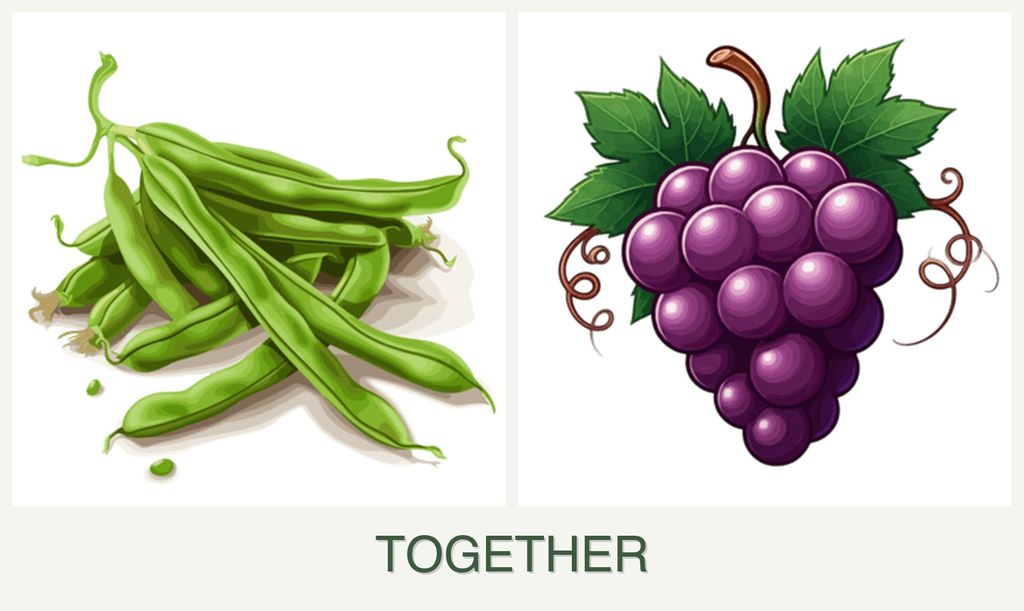 Can you plant beans and grapes together?
