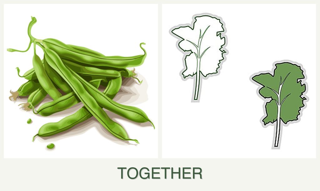 Can you plant beans and kale together?