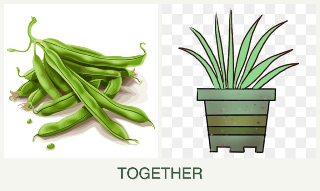 Can you plant beans and lemongrass together?