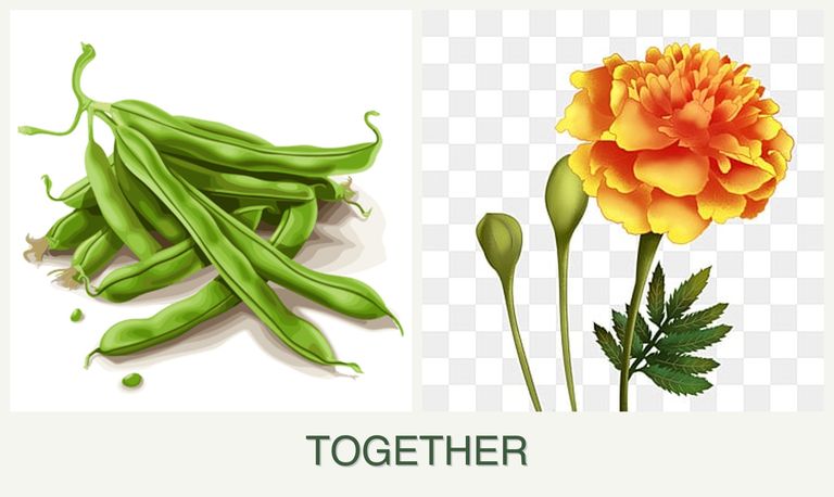 Can you plant beans and marigolds together?