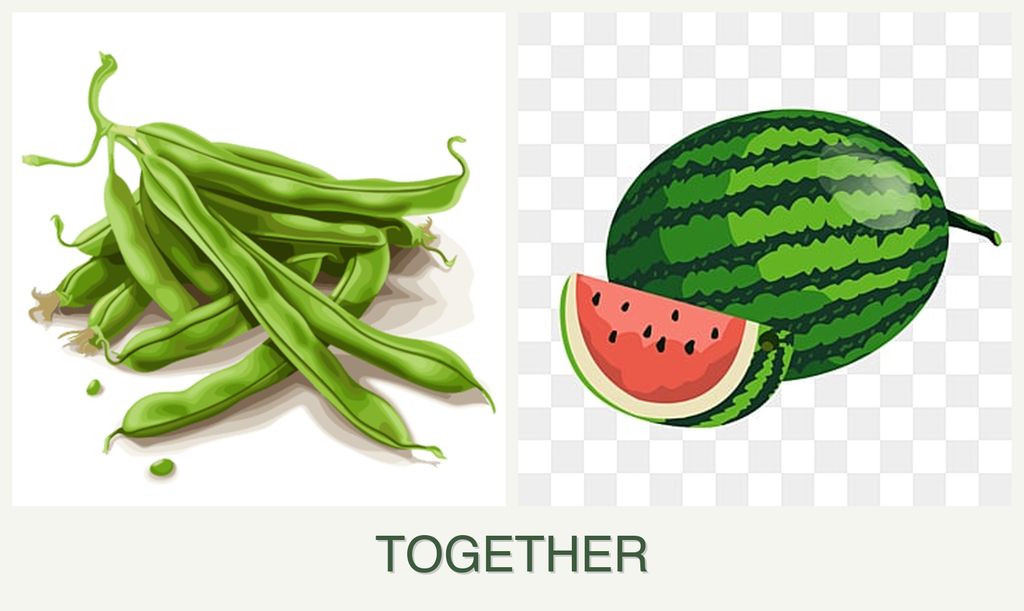 Can you plant beans and melons together?