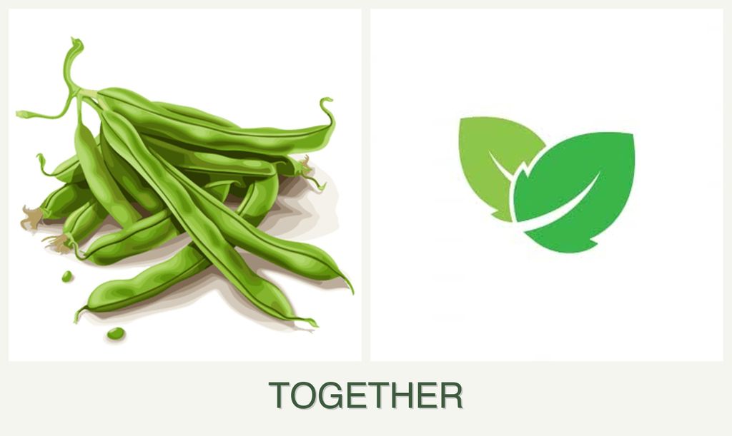 Can you plant beans and mint together?