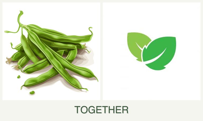 Can you plant beans and mint together?