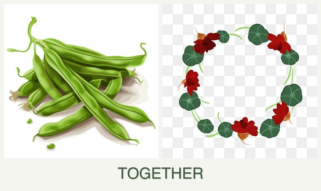 Can you plant beans and nasturtiums together?