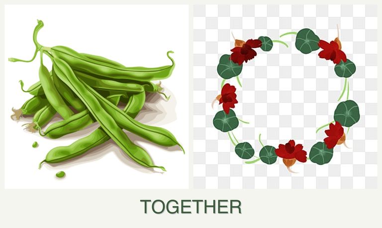 Can you plant beans and nasturtiums together?