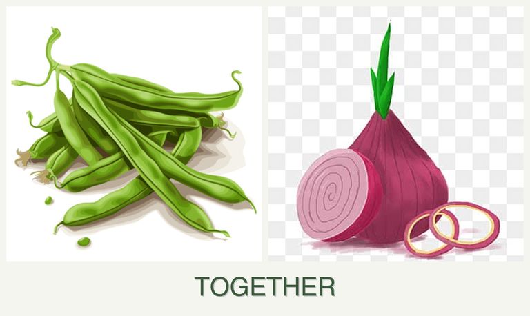 Can you plant beans and onions together?