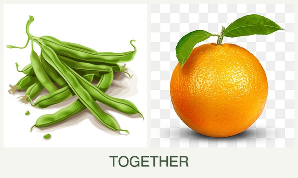 Can you plant beans and oranges together?