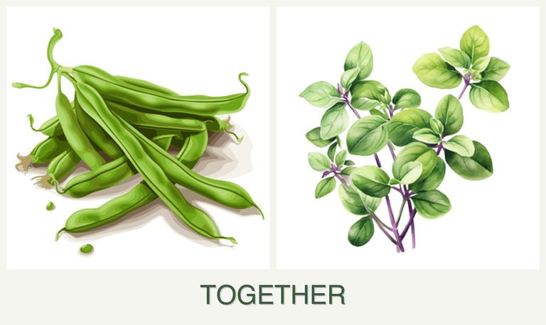 Can you plant beans and oregano together?