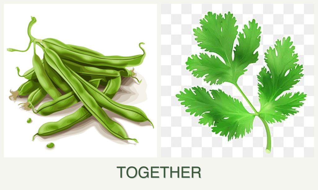 Can you plant beans and parsley together?