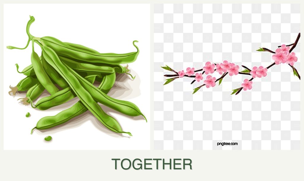 Can you plant beans and peaches together?
