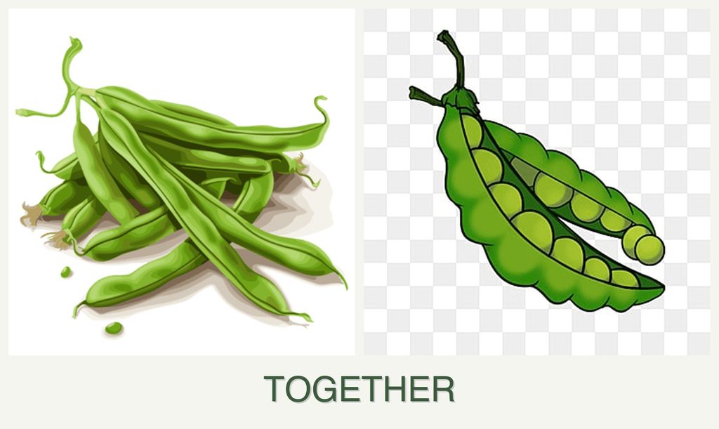 Can you plant beans and peas together?