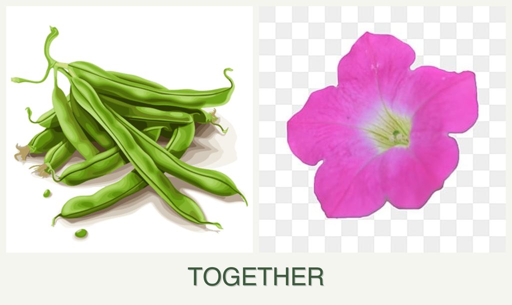 Can you plant beans and petunias together?