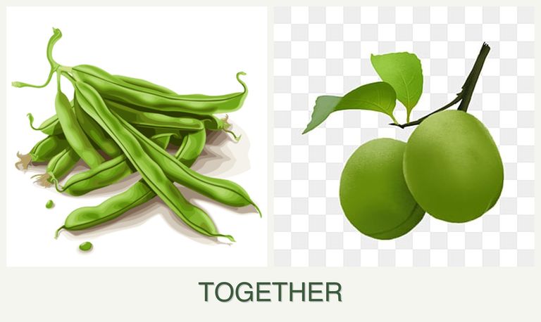 Can you plant beans and plums together?