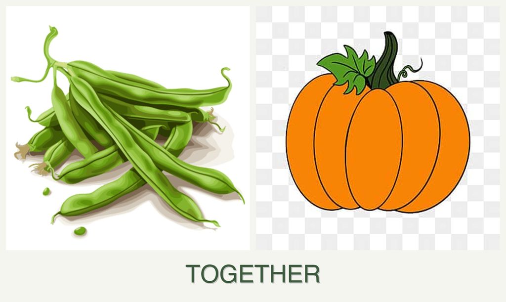 Can you plant beans and pumpkin together?