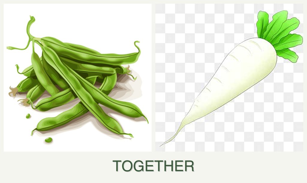 Can you plant beans and radishes together?