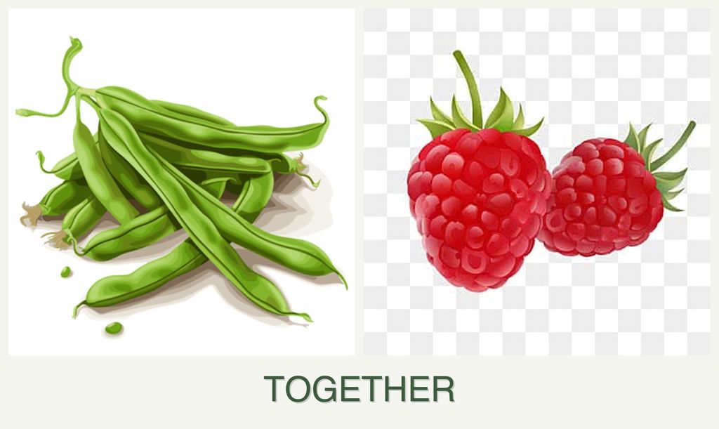 Can you plant beans and raspberries together?