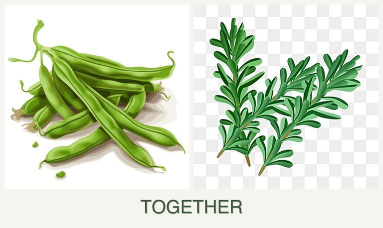 Can you plant beans and rosemary together?