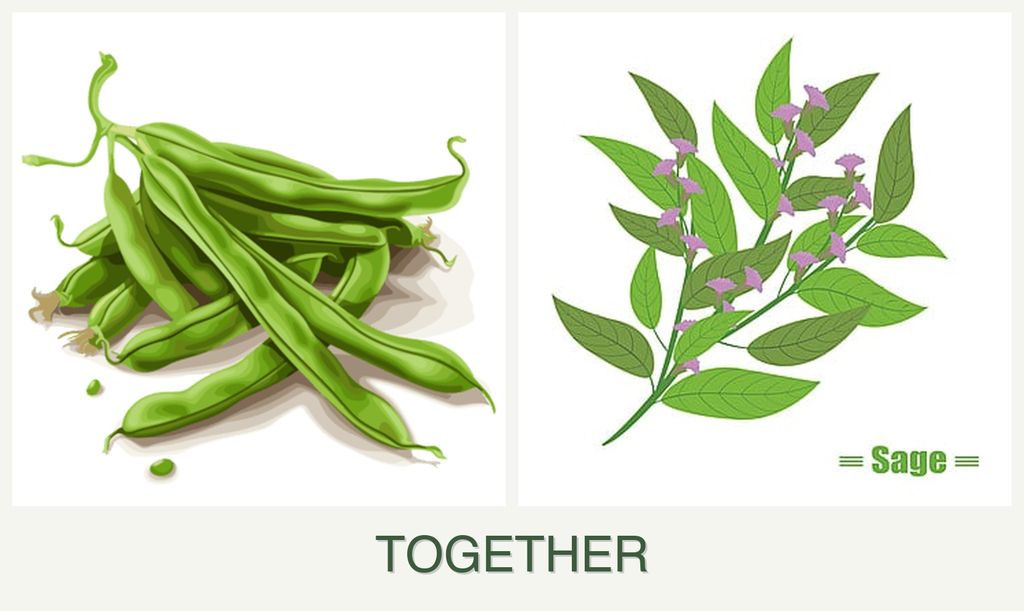 Can you plant beans and sage together?