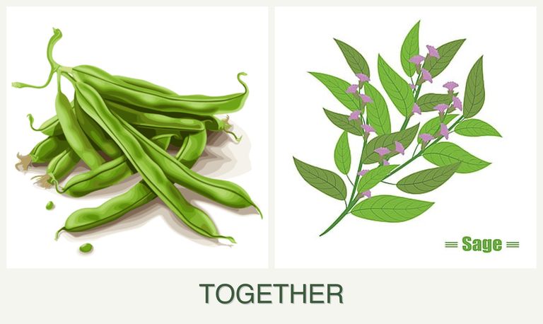 Can you plant beans and sage together?