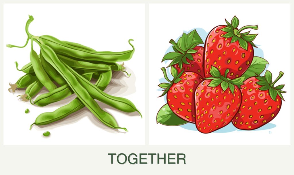 Can you plant beans and strawberries together?