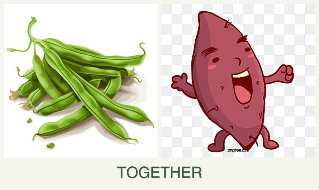 Can you plant beans and sweet potatoes together?