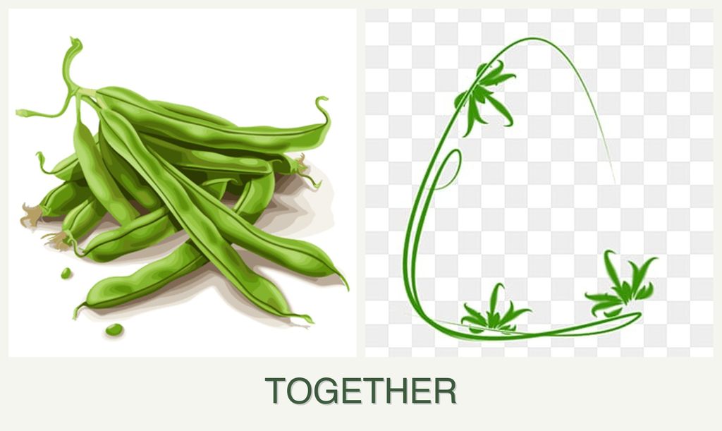 Can you plant beans and tarragon together?