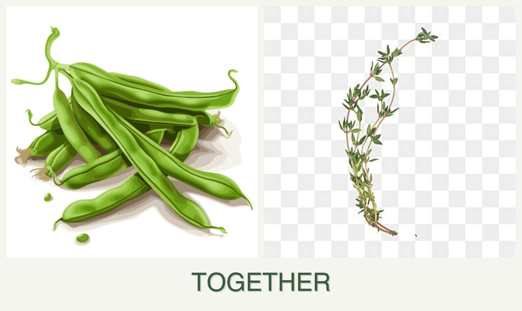 Can you plant beans and thyme together?