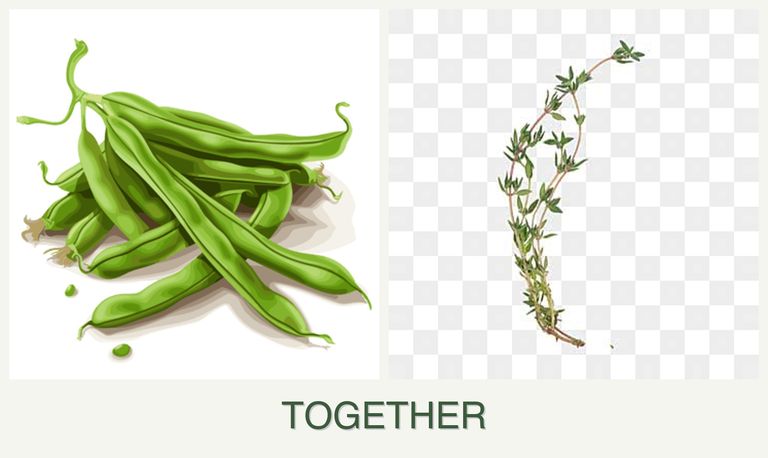 Can you plant beans and thyme together?