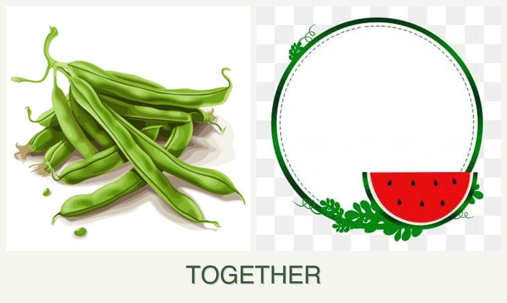 Can you plant beans and watermelons together?