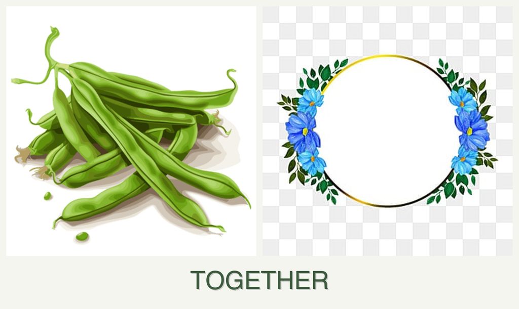 Can you plant beans and zinnias together?