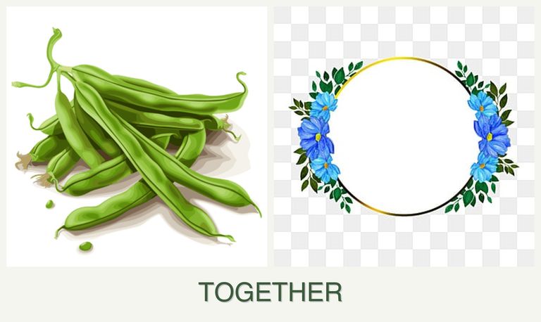 Can you plant beans and zinnias together?