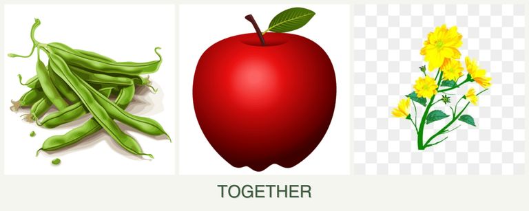 Can you plant beans, apples and calendula together?