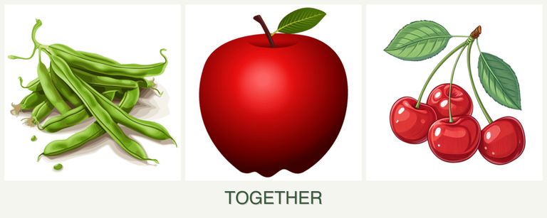 Can you plant beans, apples and cherries together?