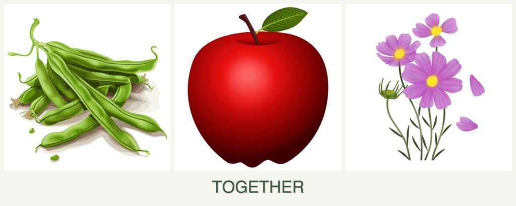 Can you plant beans, apples and cosmos together?