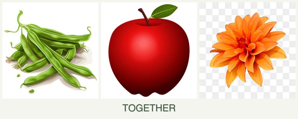 Can you plant beans, apples and dahlias together?