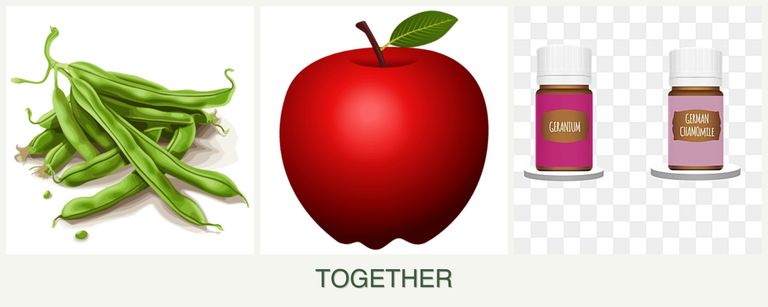 Can you plant beans, apples and geraniums together?