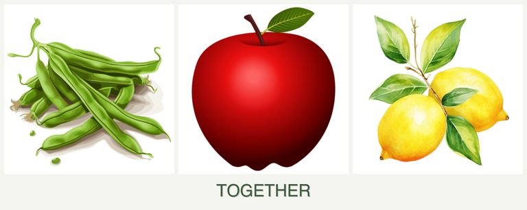 Can you plant beans, apples and lemons together?