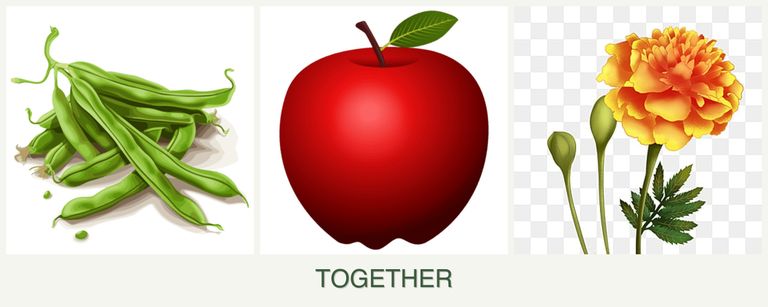 Can you plant beans, apples and marigolds together?