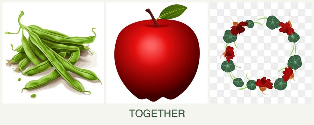 Can you plant beans, apples and nasturtiums together?