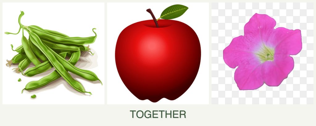 Can you plant beans, apples and petunias together?