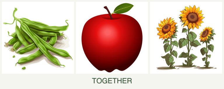 Can you plant beans, apples and sunflowers together?