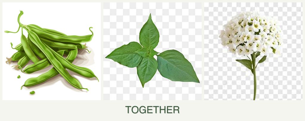 Can you plant beans, basil and alyssum together?