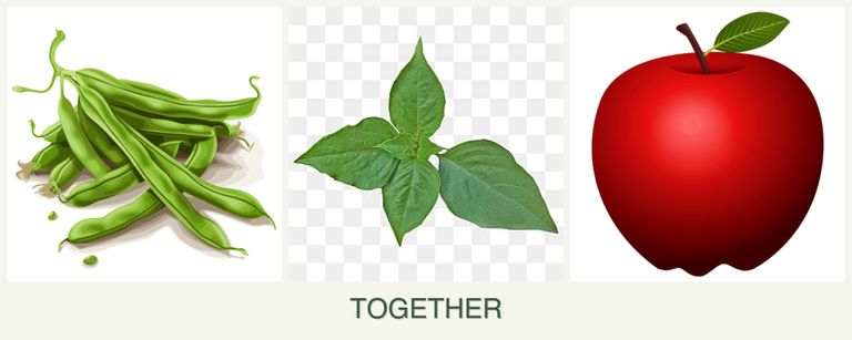 Can you plant beans, basil and apples together?